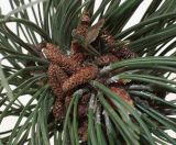 Pinus nigra