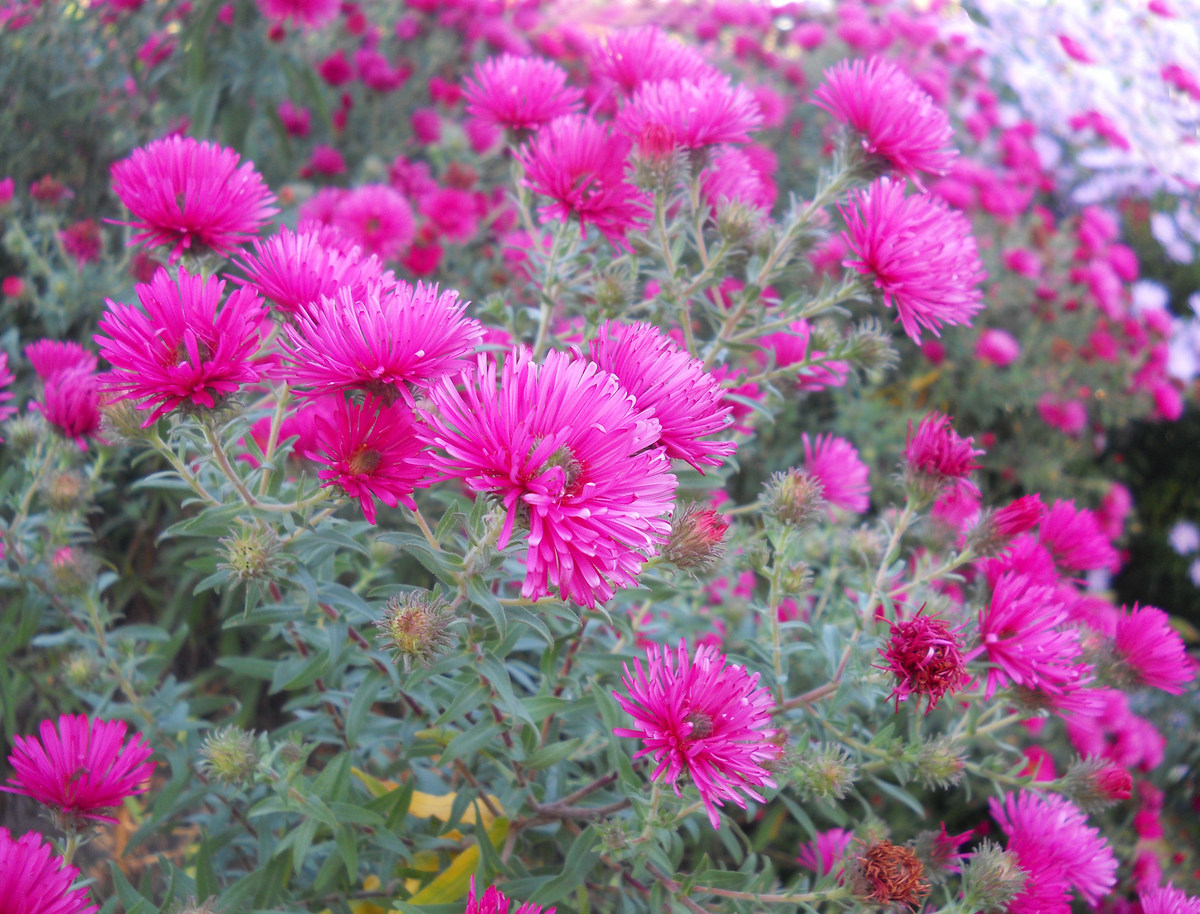 Image of Symphyotrichum novae-angliae specimen.