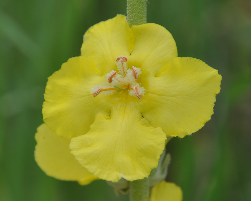 Image of Verbascum undulatum specimen.