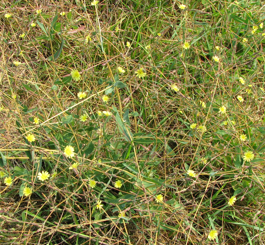 Image of Lactuca saligna specimen.