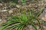 Carex digitata