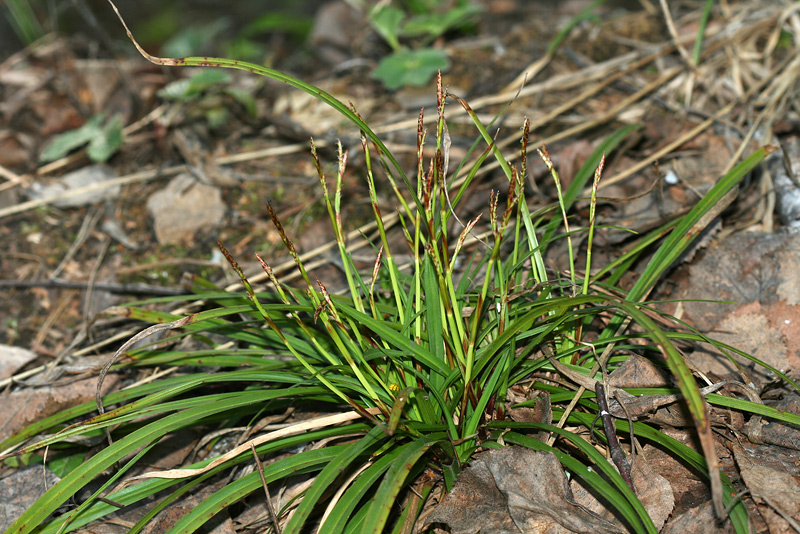 Изображение особи Carex digitata.