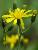 genus Hieracium. Соцветие. Ленинградская обл., Лужский р-н, окр. дер. Кемка, широколиственно-еловый лес разнотравный, середина июня.