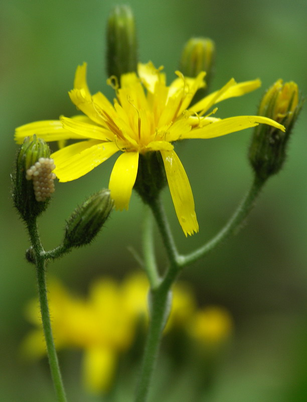 Изображение особи род Hieracium.