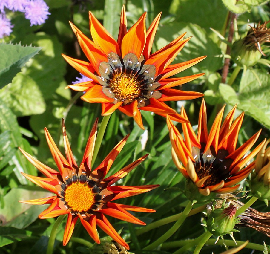 Image of genus Gazania specimen.