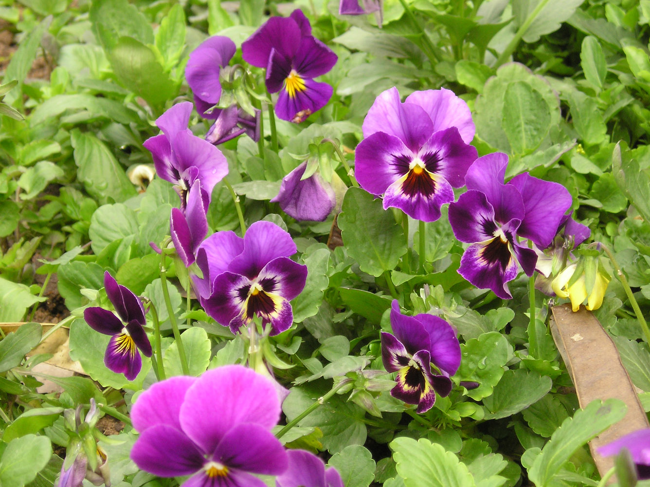 Image of Viola wittrockiana specimen.