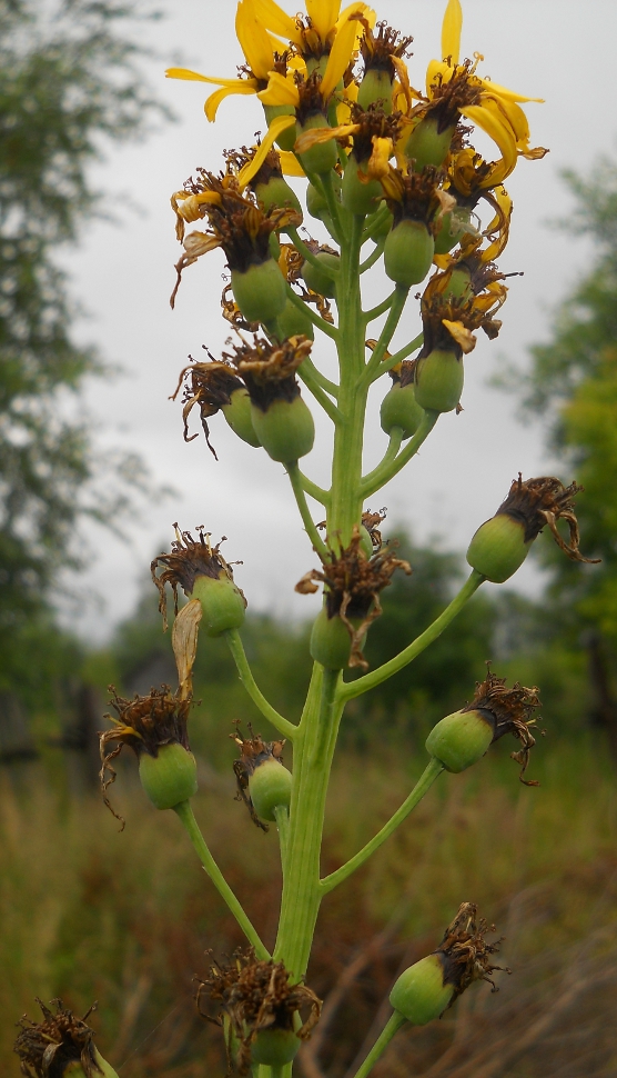 Image of Ligularia schmidtii specimen.