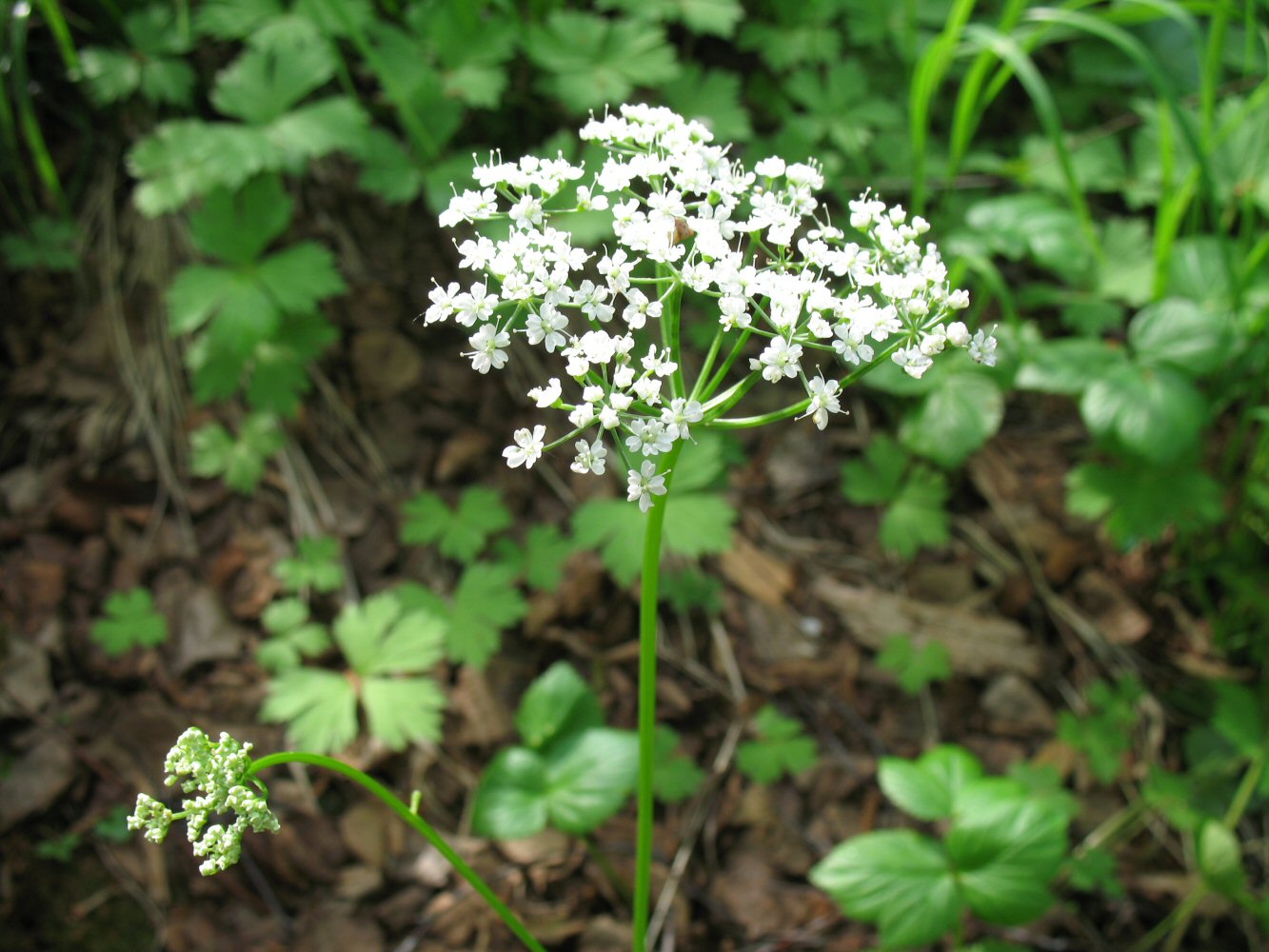 Image of Aegopodium latifolium specimen.