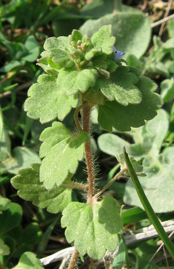 Image of Veronica polita specimen.