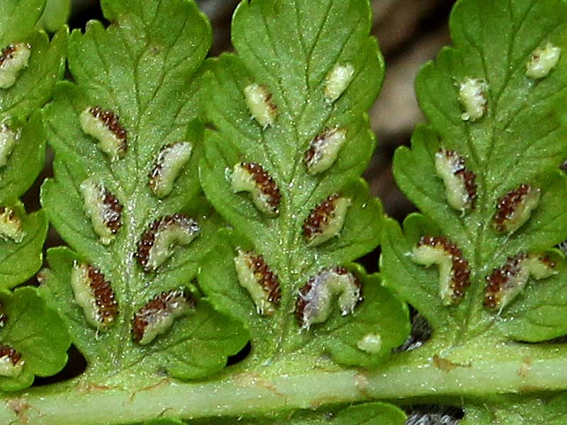 Image of Athyrium filix-femina specimen.