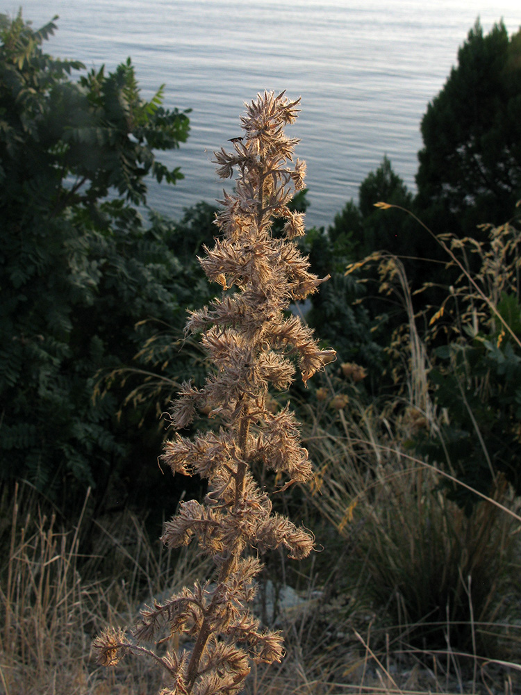 Image of Echium vulgare specimen.