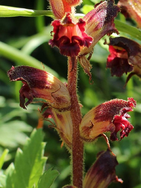 Image of Orobanche gracilis specimen.