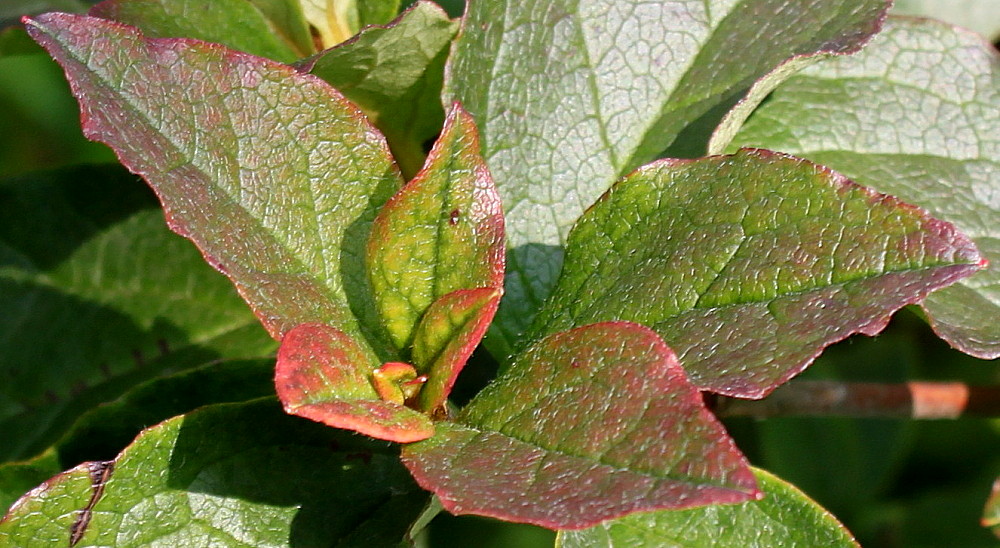 Image of Leucothoe catesbaei specimen.