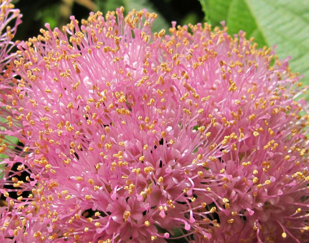 Image of Callicarpa japonica specimen.