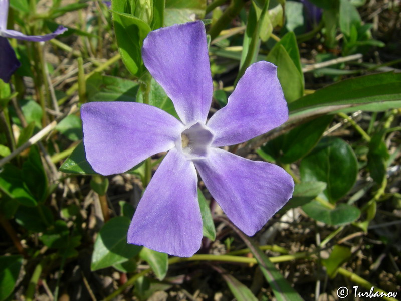 Image of Vinca major specimen.