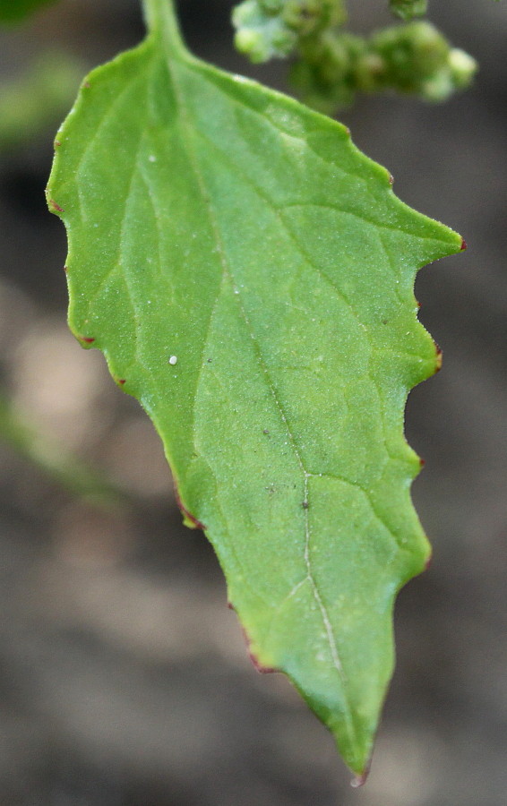 Изображение особи Chenopodiastrum murale.