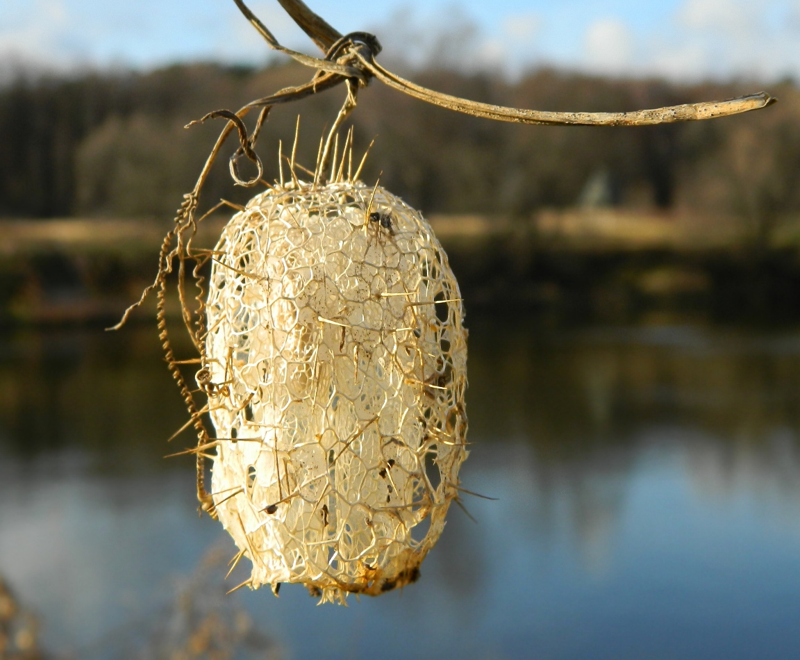 Image of Echinocystis lobata specimen.