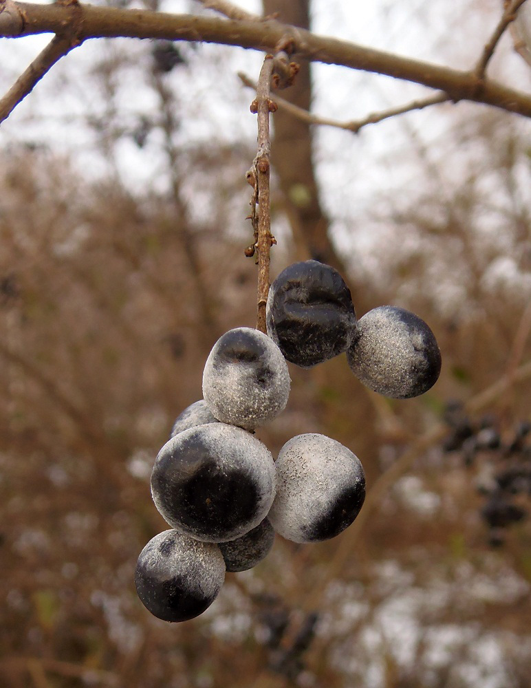 Image of Ligustrum vulgare specimen.