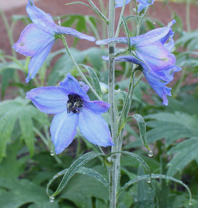 Image of genus Delphinium specimen.