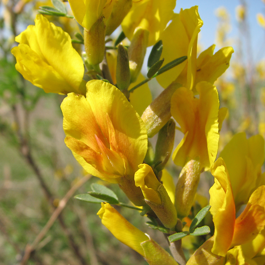 Image of Chamaecytisus ruthenicus specimen.