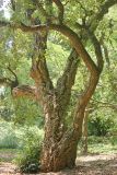 Quercus suber. Нижняя часть взрослого дерева. Крым, Ялтинский горсовет, пос. Никита, Никитский ботанический сад, в культуре. 5 августа 2013 г.