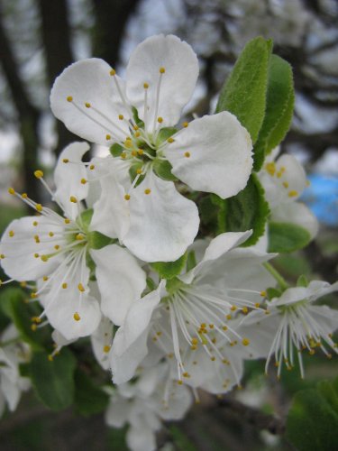 Image of Prunus domestica specimen.