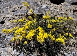 Cytisus decumbens