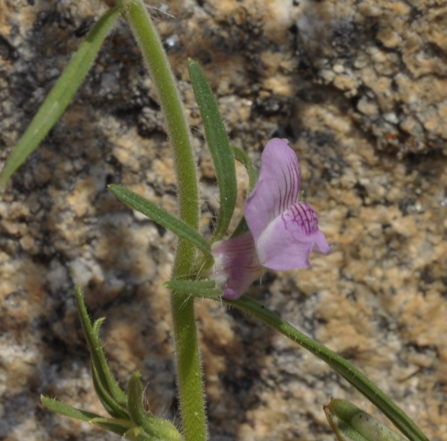 Image of Misopates orontium specimen.