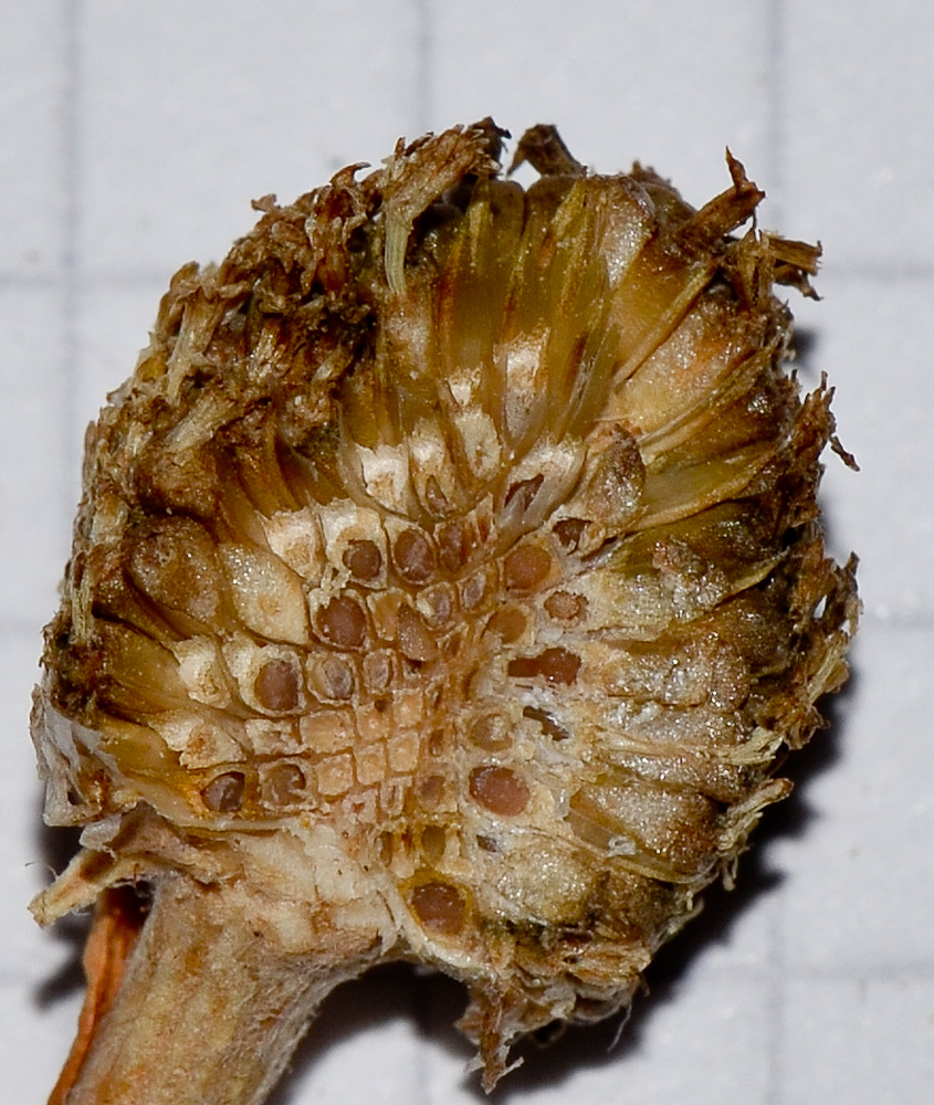 Image of Anthemis leucanthemifolia specimen.