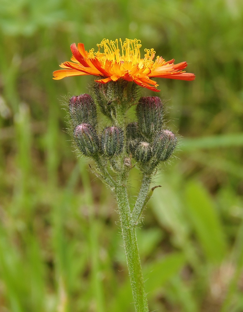 Image of Pilosella × roxolanica specimen.