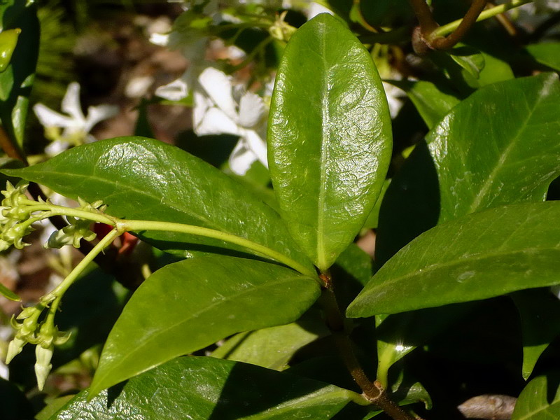 Image of Trachelospermum jasminoides specimen.