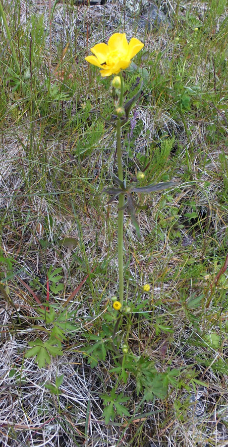 Image of Ranunculus acris specimen.