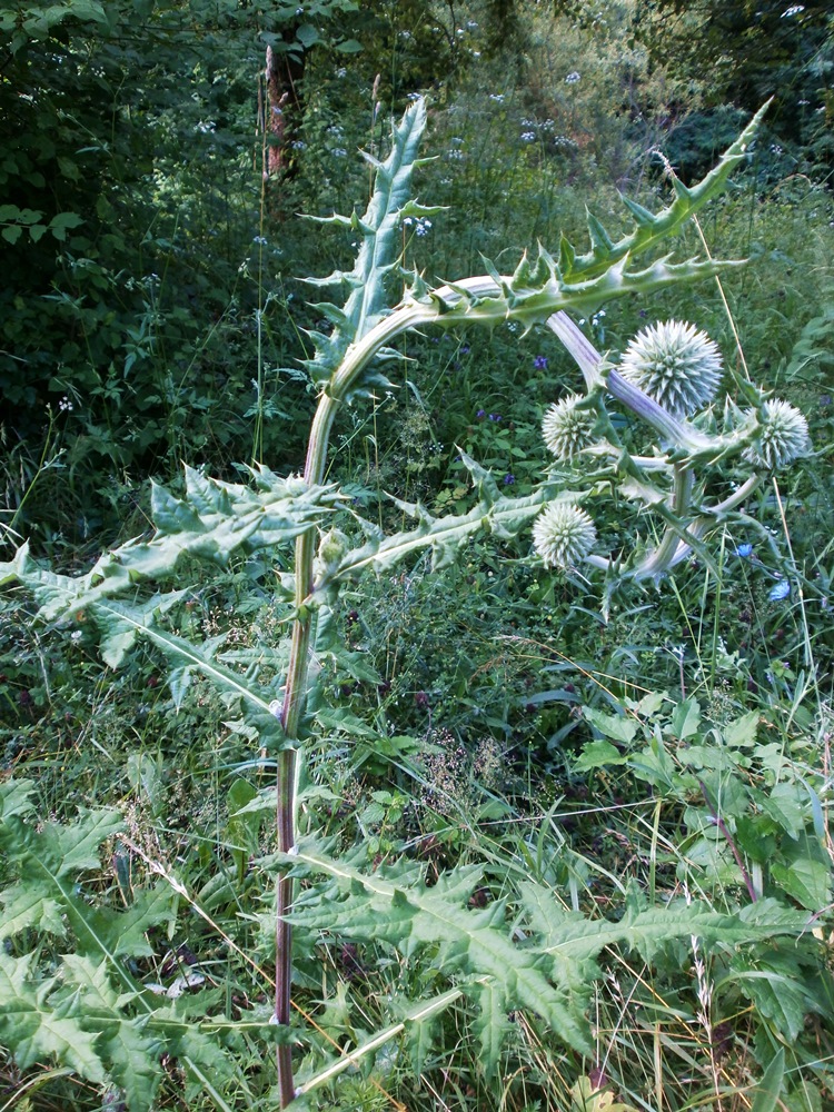 Image of Echinops sphaerocephalus specimen.