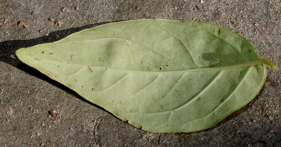 Image of Forsythia giraldiana specimen.