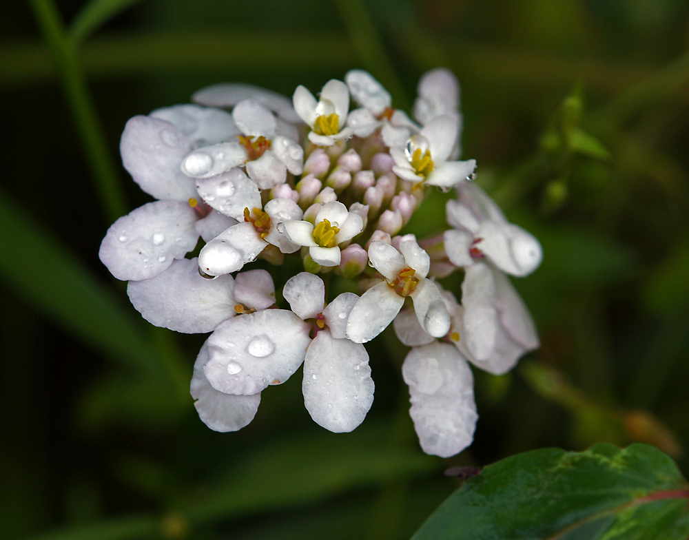 Изображение особи Iberis umbellata.