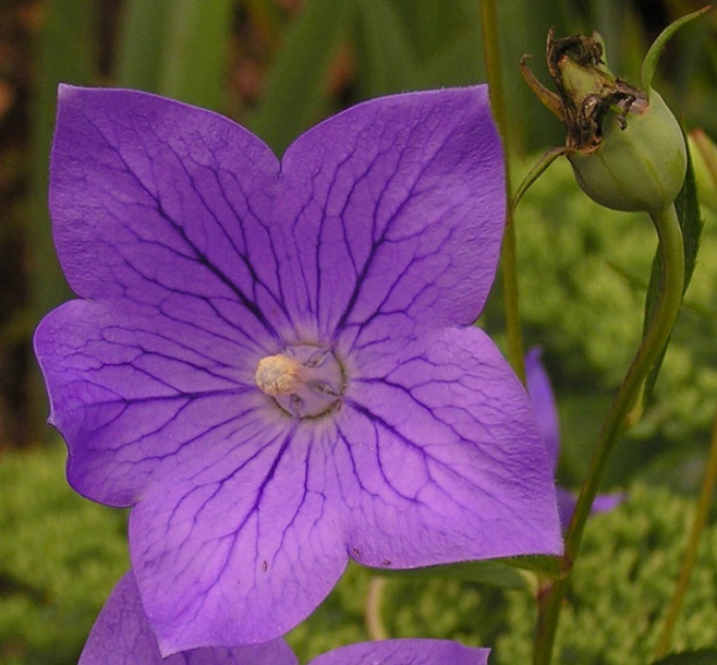 Image of Platycodon grandiflorus specimen.