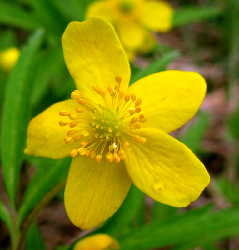 Image of Anemone jenisseensis specimen.