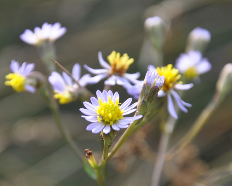 Image of Tripolium pannonicum specimen.