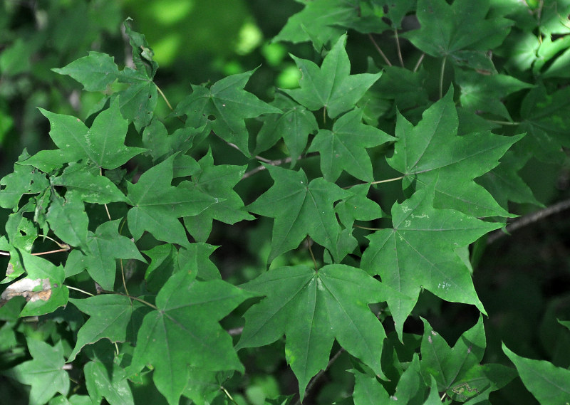 Image of Acer mono specimen.