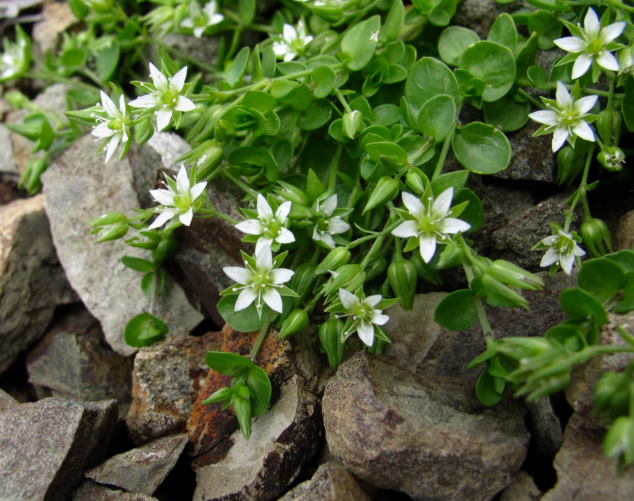 Аренария Горная (arenaria Montana `Blizzard`