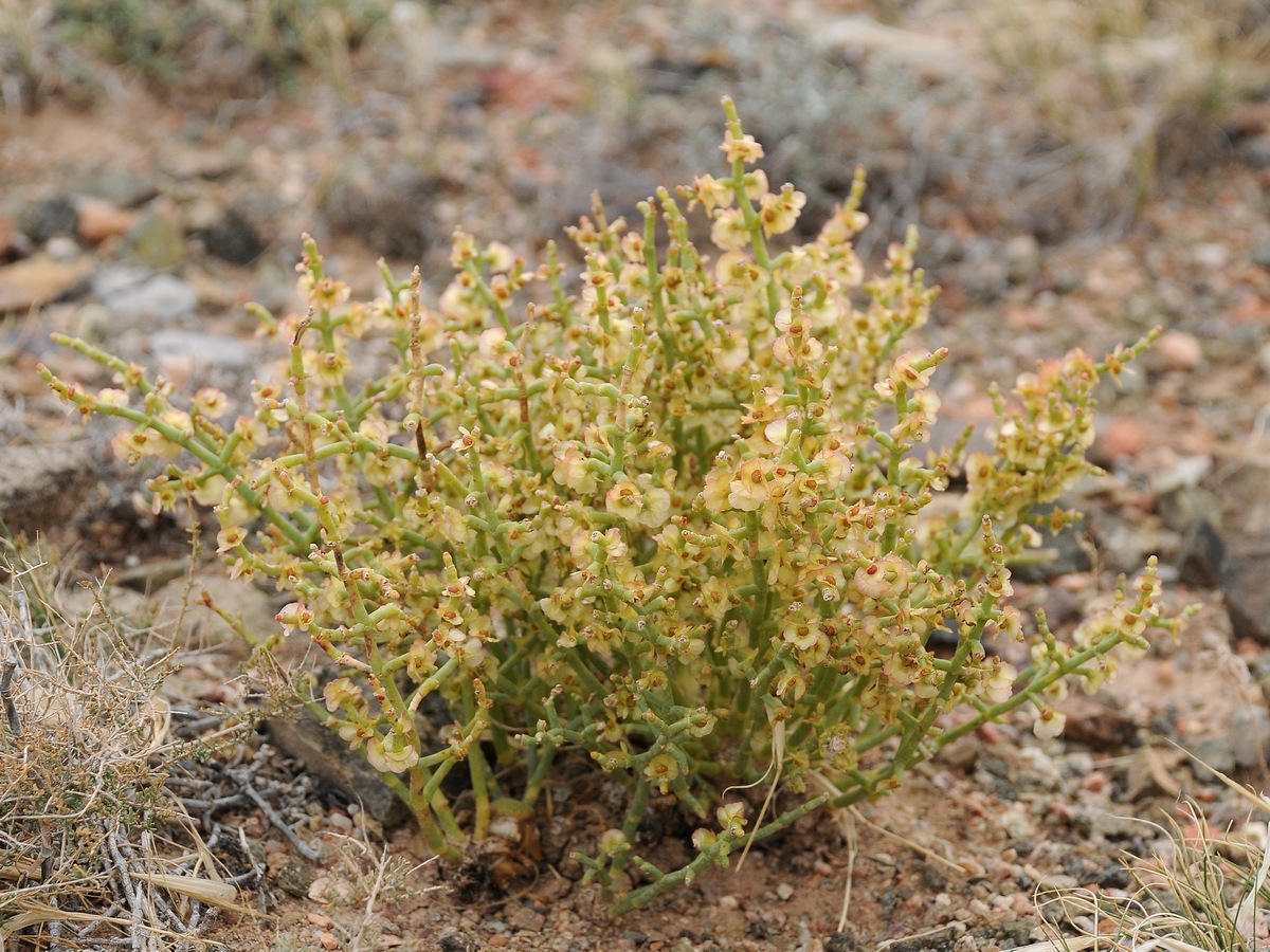 Изображение особи Anabasis truncata.