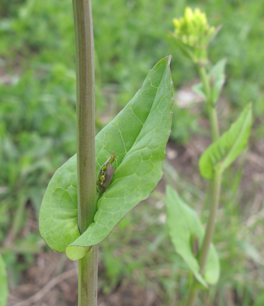 Изображение особи Brassica campestris.