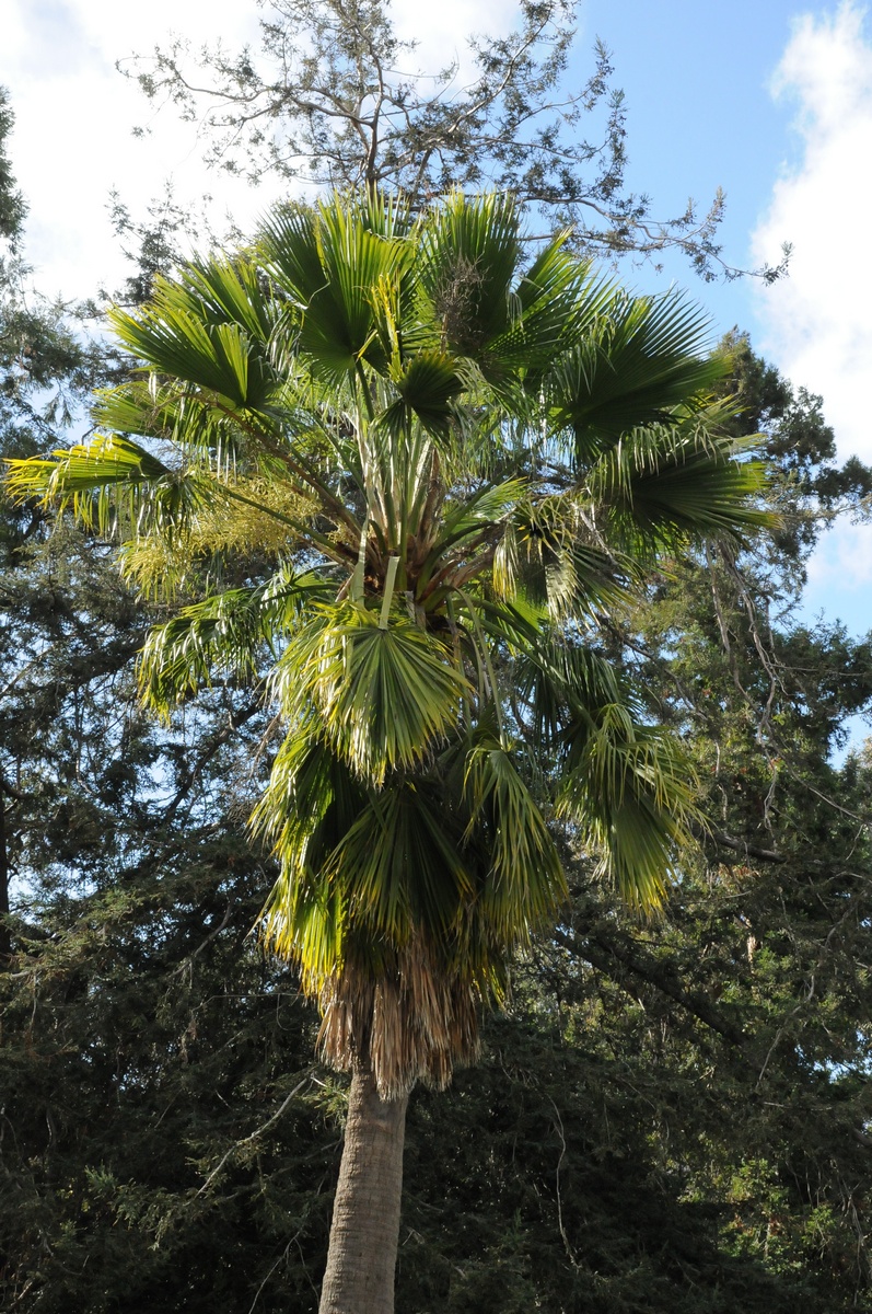 Image of Sabal mexicana specimen.