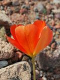 Tulipa разновидность korolkowioides