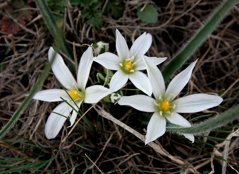 Изображение особи Ornithogalum fimbriatum.