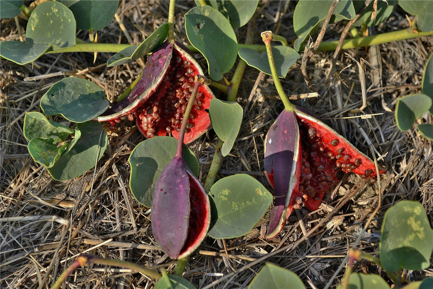 Image of Capparis herbacea specimen.