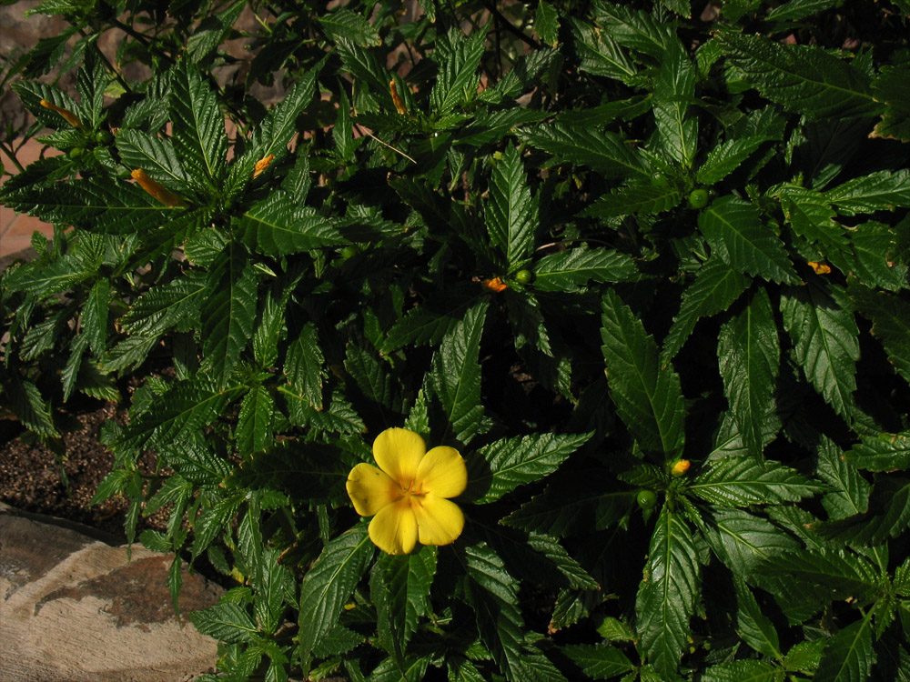 Image of Turnera ulmifolia specimen.