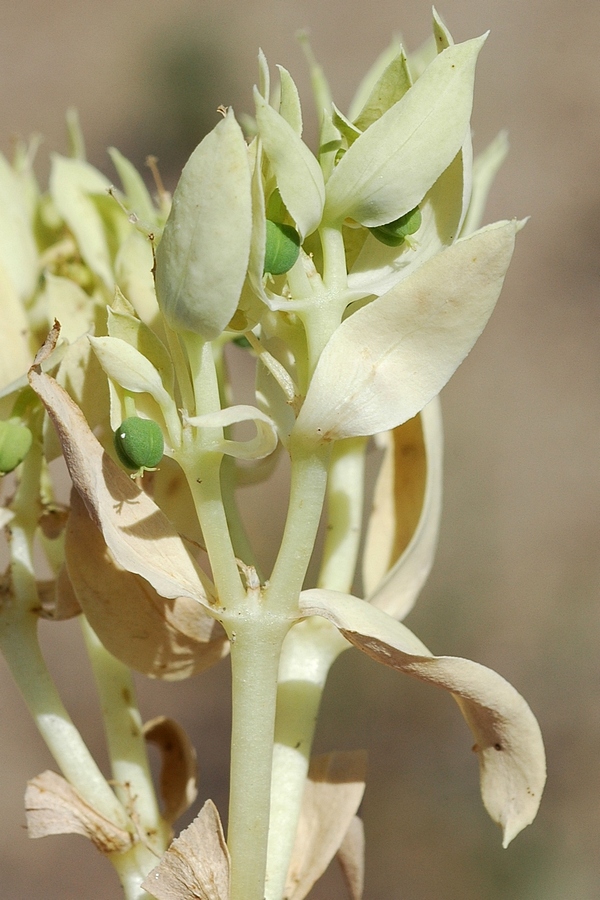 Изображение особи Euphorbia densa.