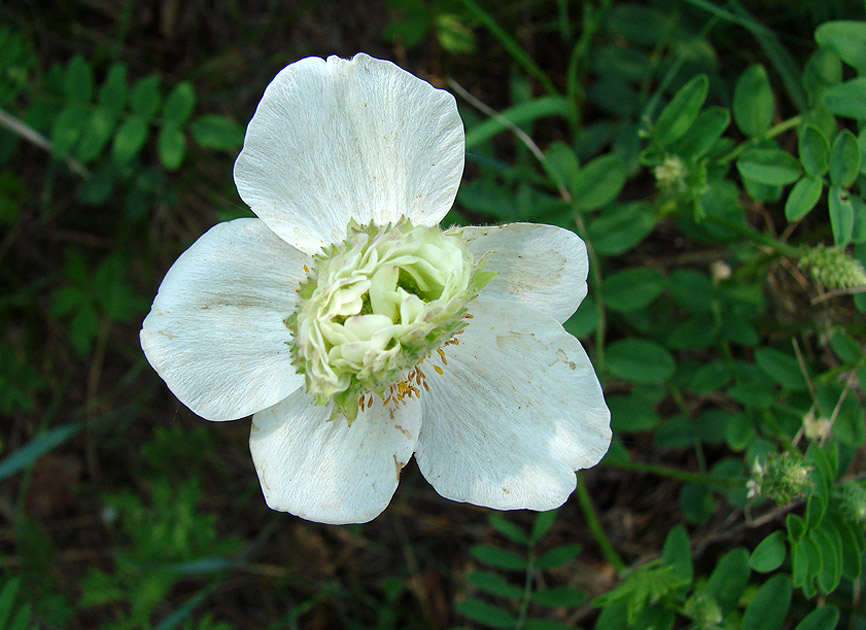 Изображение особи Anemone sylvestris.