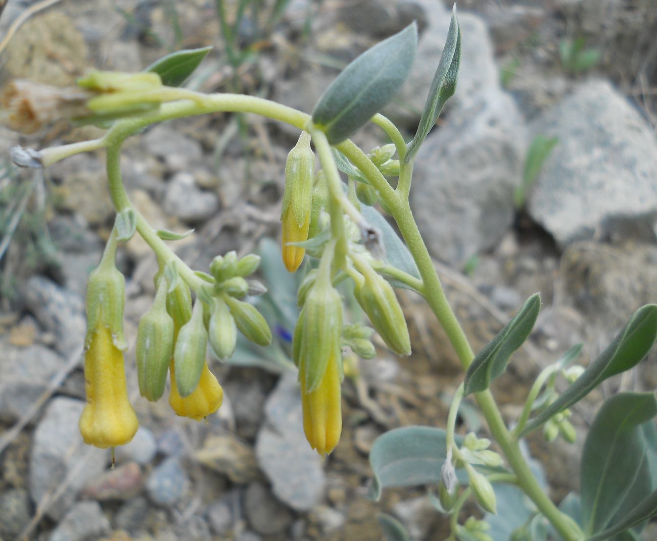 Изображение особи Onosma sericea.